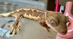 Wimpergekko, Dieren en Toebehoren, Reptielen en Amfibieën, Hagedis