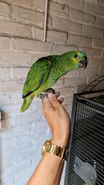 De mooiste tamme Blauwvoorhoofd Amazone papegaaien 2025!, Dieren en Toebehoren, Vogels | Parkieten en Papegaaien, Meerdere dieren