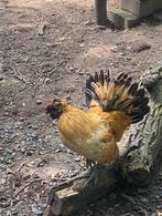Haan met 2 hennen, Dieren en Toebehoren, Pluimvee, Meerdere dieren, Kip