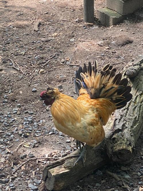 Haan met 2 hennen, Dieren en Toebehoren, Pluimvee, Kip, Meerdere dieren