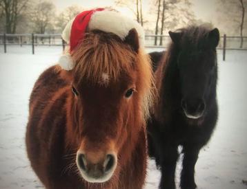 VERZORGER GEZOCHT!! beschikbaar voor biedingen
