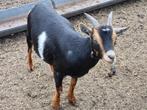 9 Jonge dwerggeiten, Dieren en Toebehoren, Schapen, Geiten en Varkens, Vrouwelijk, Geit, 0 tot 2 jaar