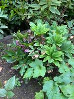 Helleborus, Tuin en Terras, Planten | Tuinplanten, Ophalen of Verzenden