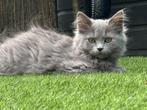Solid blue Ragdoll poesje., Dieren en Toebehoren, Poes, Gechipt, 0 tot 2 jaar