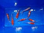 Sarasa 15-18cm Actie, Dieren en Toebehoren, Vissen | Vijvervissen, Karper of Koi