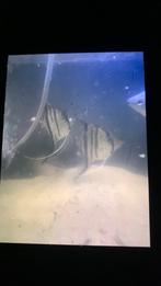 Maanvis, Ophalen of Verzenden, Zo goed als nieuw, Techniek