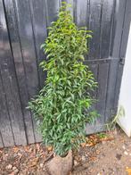 Portugese laurier haagplanten 125-150 cm, Ophalen of Verzenden, Laurier, Haag, 100 tot 250 cm