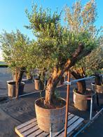 Olea europaea ofwel olijfboom o.a. "Old Skin", Ophalen, Volle zon, Olijfboom, 100 tot 250 cm
