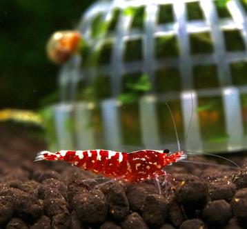 Red galxy boa's juvie's beschikbaar voor biedingen