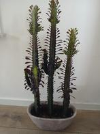 Euphorbia in betonlook pot, Ophalen, Cactus, Minder dan 100 cm