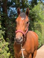 Superleuke 3,5 jarige merrie, Dieren en Toebehoren, Paarden, Minder dan 160 cm, B, Dressuurpaard, 3 tot 6 jaar