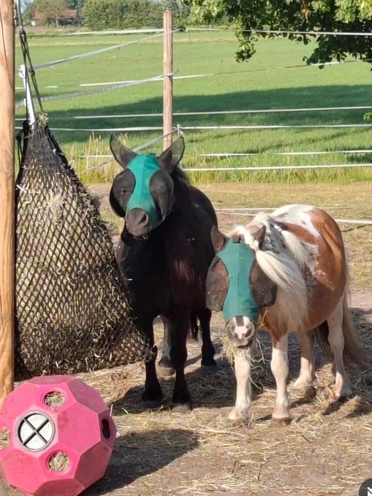 Stalling gezocht, Dieren en Toebehoren, Stalling en Weidegang