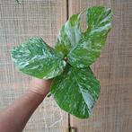 Monstera albo variegata stekjes, Ophalen, Overige soorten, Minder dan 100 cm
