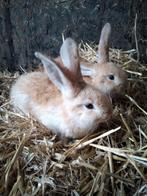Jonge vlaamse reuzen, Dieren en Toebehoren, Konijnen, Meerdere dieren, Groot