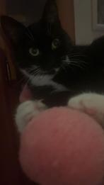 Vermist minoes, Dieren en Toebehoren