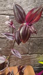 Tradescantia Burgundy, Huis en Inrichting, Kamerplanten, Overige soorten, Minder dan 100 cm, Bloeiende kamerplant, Halfschaduw