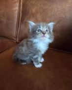Noorse boskat kitten, Dieren en Toebehoren, Poes, Ontwormd, 0 tot 2 jaar