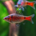 Barbelen, danio's en rasbora bij Sierviskwekerij Gert Kupers, Dieren en Toebehoren, Vissen | Aquariumvissen, Vis, Zoetwatervis