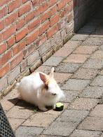 Dwergkonijn mannetje, Dieren en Toebehoren, Konijnen, Mannelijk, Dwerg