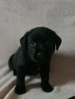 Lieve Labrador pups- 7 weken oud, Parvo, 8 tot 15 weken, Labrador retriever, Meerdere