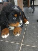 Boulab pups,  gekruiste berner sennen., Parvo, 8 tot 15 weken, Meerdere, Meerdere dieren