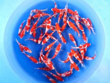 koi, Tosai van 16 verschillende Japanse koi kwekers  beschikbaar voor biedingen