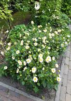 Dahlia knollen wit/rose/en rood, Ophalen