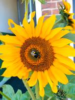50x zonnebloemzaden voor 1 euro, Ophalen of Verzenden, Voorjaar, Volle zon, Zaad