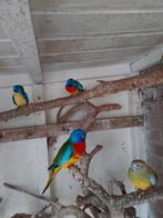Splendid parkieten., Dieren en Toebehoren, Vogels | Parkieten en Papegaaien, Meerdere dieren, Parkiet