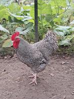 noord Hollandse blauwe haan, Dieren en Toebehoren, Pluimvee, Mannelijk, Kip