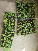 tayerblad knollen te koop €1,50 tayerblad plantjes €3,00, Ophalen of Verzenden, Voorjaar, Halfschaduw, Knol