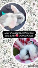 2 babykonijntjes te koop, minilop/dwerghangoor,mogen weg!!!, Dieren en Toebehoren, Konijnen, Mannelijk, Dwerg