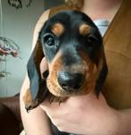 Dwergteckel pup teefje beschikbaar, Dieren en Toebehoren, HCC (leverziekte), 8 tot 15 weken, Korthaar, Teef