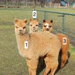 3 mooie alpaca's merrie en 2 hengsten, Dieren en Toebehoren, Juli, Meerdere dieren