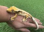 Wimpergekko vrouw, crestedgecko female, Dieren en Toebehoren, Reptielen en Amfibieën, Hagedis, Tam, 3 tot 6 jaar