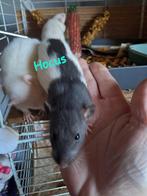 Rittens geb 14-12-2025, Dieren en Toebehoren, Rat, Mannelijk, December, Tam