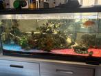 EHEIM Aquarium Aquaproled LED zwart 180 L, 100x40x45 cm, Dieren en Toebehoren, Vissen | Aquaria en Toebehoren, Ophalen of Verzenden