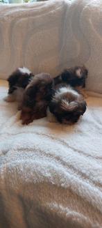 Boomer pups, Dieren en Toebehoren, Overige rassen, 8 tot 15 weken, Meerdere, Meerdere dieren
