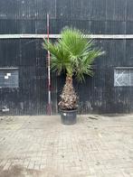 Palmboom hoogte 300cm, Tuin en Terras, 250 tot 400 cm, Ophalen, Palmboom
