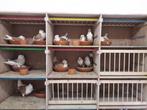 Oud hollandse meeuwen., Dieren en Toebehoren, Vogels | Duiven, Meerdere dieren, Overige soorten