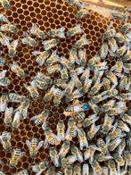 Leggende carnica koningin 2025, Dieren en Toebehoren, Bijen