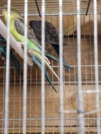 Blackwing jongen, Dieren en Toebehoren, Vogels | Parkieten en Papegaaien, Meerdere dieren, Parkiet