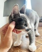 Zeer lief kitten duo, dubbel ingeent/chip/ontwormd/ 4,5 mnd, Dieren en Toebehoren, Katten en Kittens | Overige Katten, Meerdere dieren