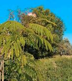 Albizia julibrissin Ombrella 1.20 cm zonder kuip gemeten, Tuin en Terras, Planten | Bomen, Zomer, Volle zon, Ophalen