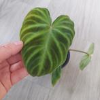 Philodendron Verrucosum plant, Ophalen of Verzenden, Overige soorten, Minder dan 100 cm