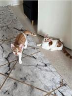 2 mannelijke junior katten, zoeken nieuwe thuis!, Dieren en Toebehoren, Kater