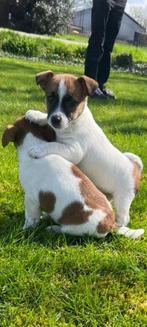 Schitterende pups, Dieren en Toebehoren, Honden | Jack Russells en Terriërs, Particulier, Rabiës (hondsdolheid), Meerdere, 8 tot 15 weken