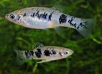 Cubaanse limia - Limia vittata - Koidreams Valburg, Vis, Zoetwatervis