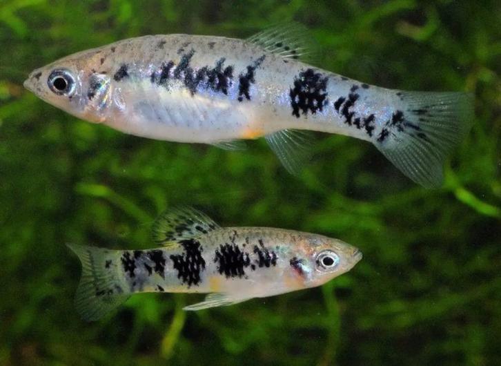 Cubaanse limia - Limia vittata - Koidreams Valburg, Dieren en Toebehoren, Vissen | Aquariumvissen, Zoetwatervis, Vis