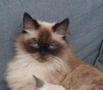Ragdoll poes herplaatser, Dieren en Toebehoren, Katten en Kittens | Raskatten | Langhaar, Poes